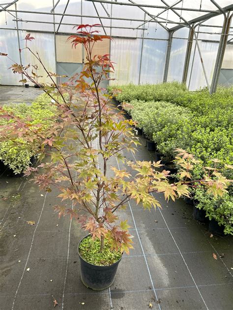 Acer Pal Atropurpureum 5L Van Arnhem Nursery