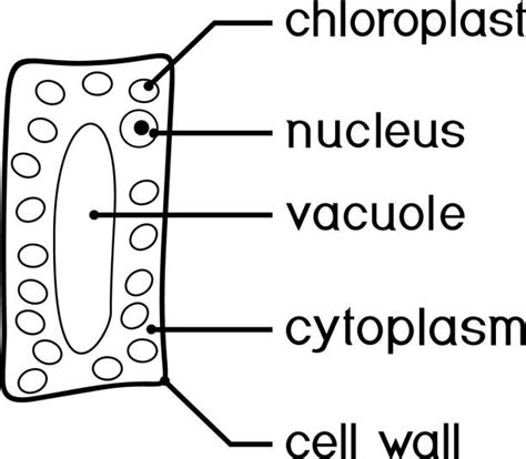 Vacuole Diagram Silhouette Illustrations Royalty Free Vector Graphics And Clip Art Istock