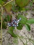 Silky Dogwood Berries | New Hampshire Garden Solutions