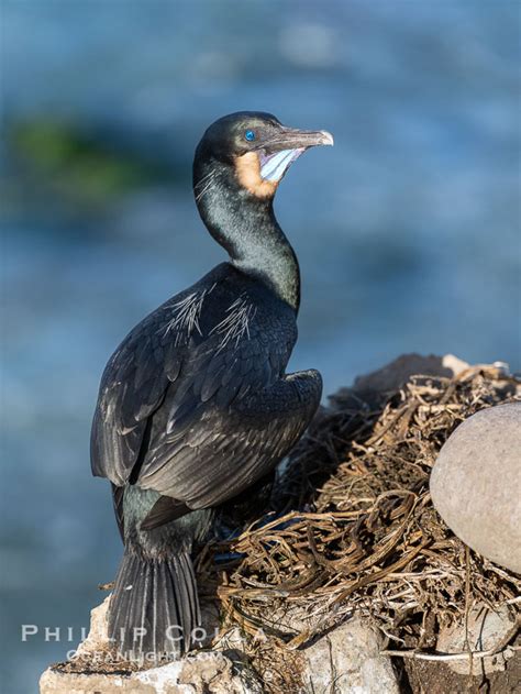 Brandts Cormorants Phalacrocorax Penicillatus Courtship And Nesting