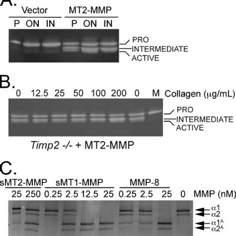 Binding Of MT2 MMP To Integrins Via RGD Sequence Does Not Mediate