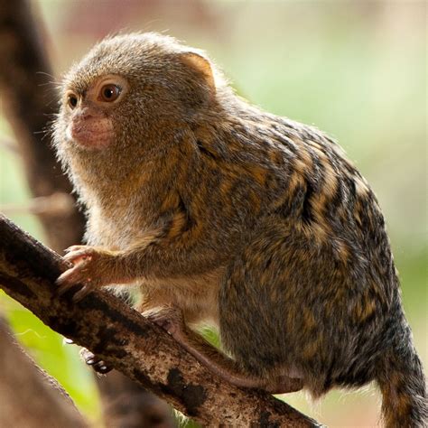 Pygmy Marmoset Full Grown