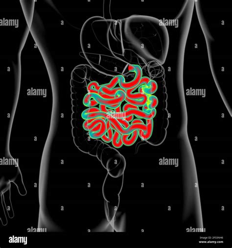 Intestino Delgado Ilustración 3d Anatomía Del Sistema Digestivo Humano