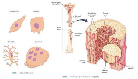 Human Bone Cells Diagram