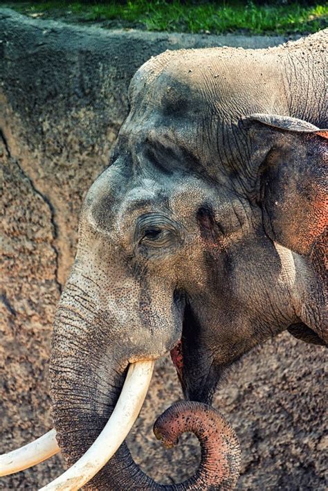 Detalj Av En Elefant Arkivfoto Bild Av Ensamhet Asiatisk 100582294