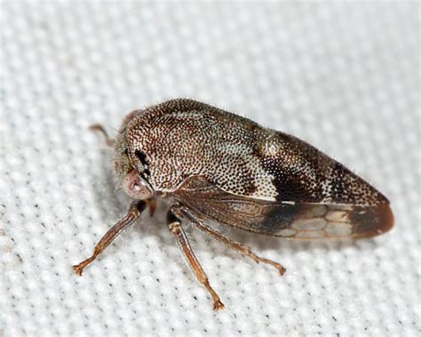 Ophiderma BugGuide Net