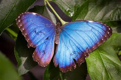 Blue Morpho Butterfly Morpho Menelaus Jeff Smallwood Photography