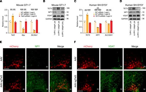 Tet Negatively Regulates The Expression Of Npy And Vgat A Gt