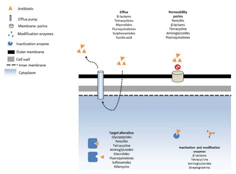 Antibiotics Free Full Text Antimicrobial Resistance And Its Drivers