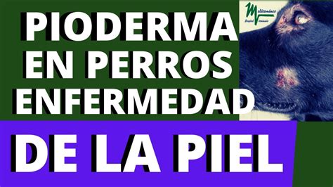 Pioderma En Perros Pioderma Canina YouTube