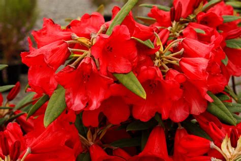 Rhododendron Mayday Kilmarnock Nurseries