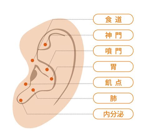 ダイエットに効く！ 食欲を抑えるツボ デブラボ