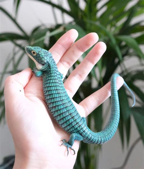 Blue Arboreal Alligator Lizard