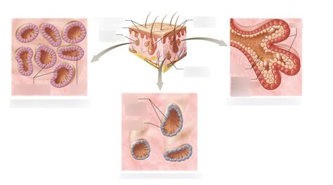 Exocrine glands of the skin Diagram | Quizlet