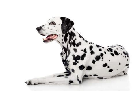 Why Do Dalmatians Get Their Spots Later