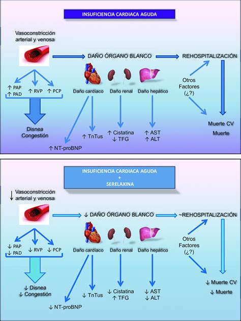 Fisiopatolog A De La Insufi Ciencia Card Aca Aguda Y Efectos De