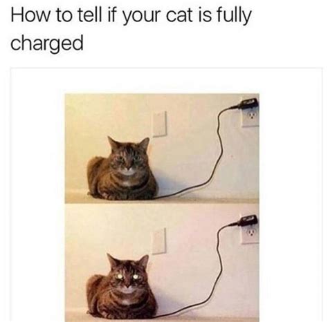 37 Of The Best Cat Memes The Internet Has Ever Made