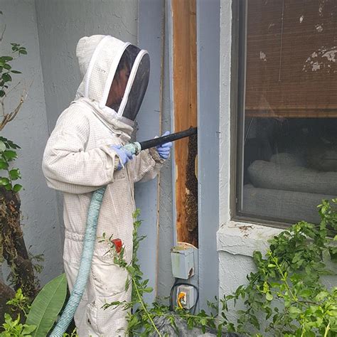 Ft. Meyers Bee Removal Services | Residential and Commercial