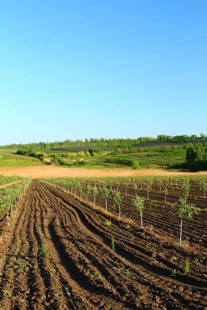 Un Campo De Granja Con Filas De Cultivos Foto Premium