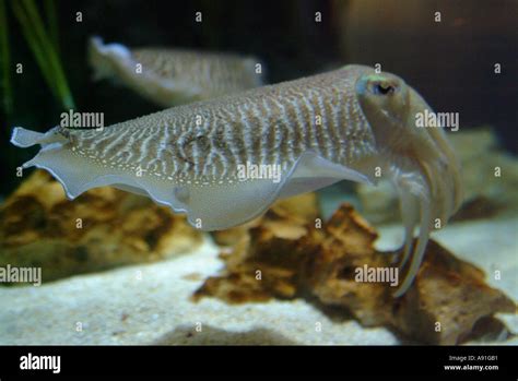 Cuttle Fish In Aquarium Stock Photo Alamy