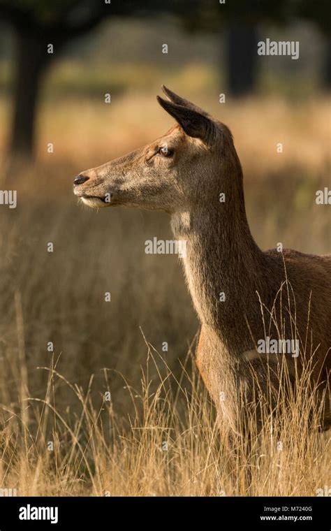 Mammal Profile Hi Res Stock Photography And Images Alamy