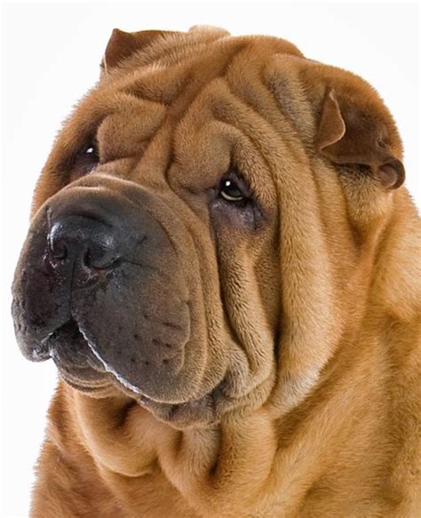 Sharpei Dog Breed Information Noahs Dogs