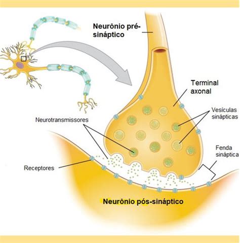 Sinapse Pré Med - O que é sinapse, quais os tipos e como ocorrem - Significados