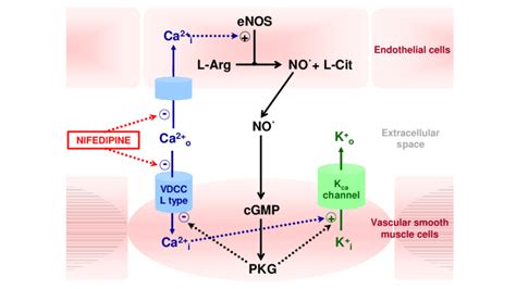 Scheme Of The Proposed Mechanisms By Which Nifedipine Modifies Blood