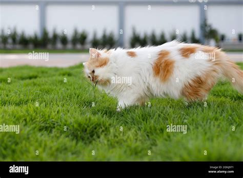 The Cute Persian Cat Is Eating Herbal Grass On A Green Grass Field For