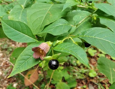 Solve rulík zlomocný (Atropa bella-donna) jigsaw puzzle online with 12 ...