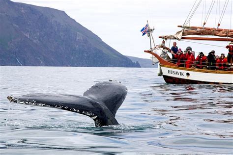 Whale Watching On A Traditional Oak Sailing Ship From Husavik Mike S