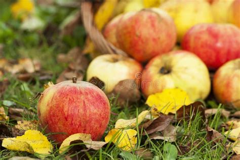 Natura Morta Di Autunno Con Le Mele Immagine Stock Immagine Di Annata