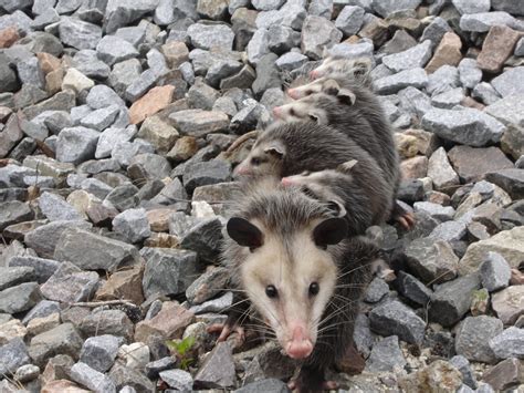 Opossum Removal Wildlife Removal Services Of South Florida