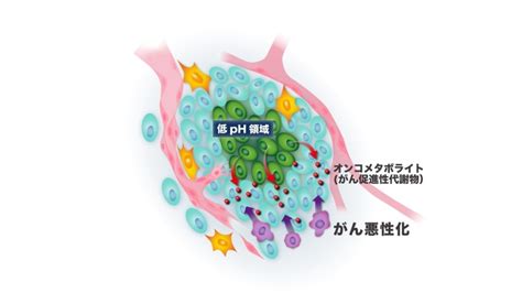 酸性腫瘍環境におけるがん促進性代謝物の発見～酸性環境でアセチル化ポリアミンが 免疫細胞浸潤を介してがん悪性化に関与する～ テック・アイ生命科学