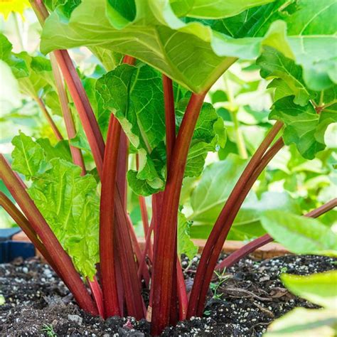 Victoria Rhubarb Seeds Non Gmo Beautiful And Tasty Plants Etsy