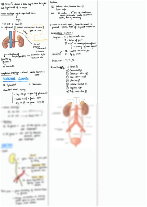 Solution Kidneys Anatomy First Year Studypool