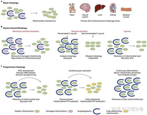 自噬干货分享系列之“线粒体自噬的研究策略” 知乎