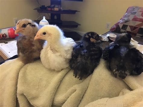 Austra Whitehen Or Rooster Backyard Chickens Learn How To Raise