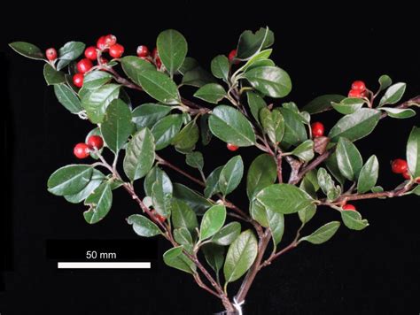 Flora Of New Zealand Taxon Profile Cotoneaster Pannosus