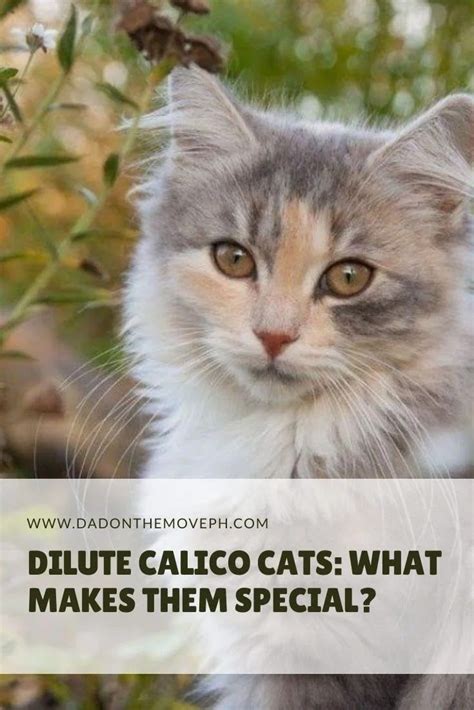 Discover the Unique Beauty of Dilute Calico Cats