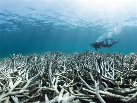 The Great Barrier Reef Is Hit With Another Mass Bleaching Event Heres