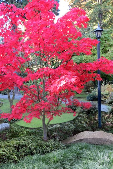 Buy Osakazuki Japanese Maple | FREE SHIPPING | Wilson Bros Gardens | 5 Gallon