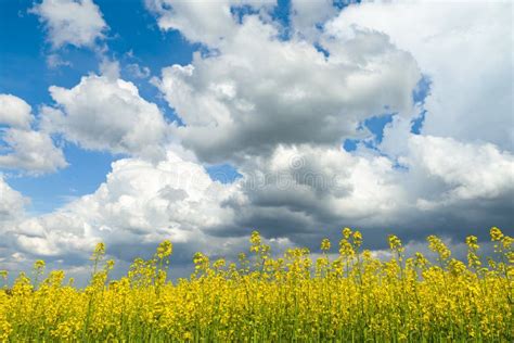 Bright Sky With Clouds And Flowers Field Stock Photo Image Of Nature