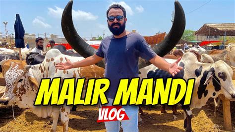 Malir Mandi Main Saste Janwar Malir Mandi Rates Cow Mandi