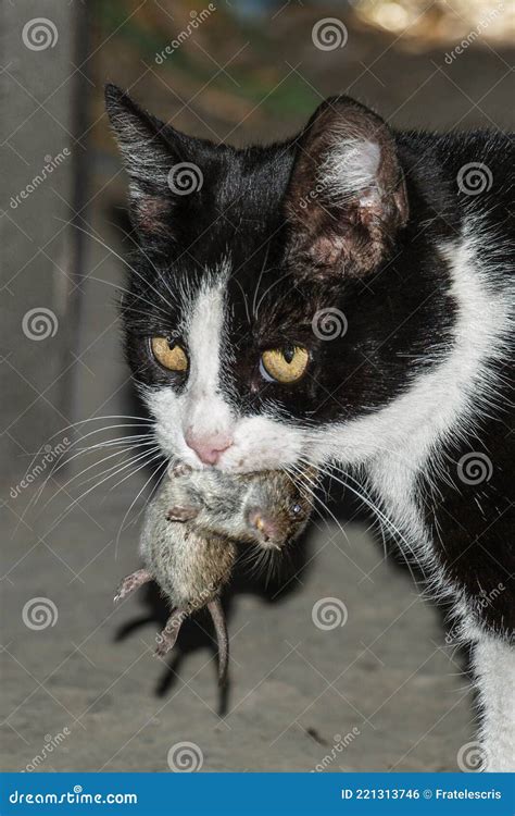 Cat And Mouse Cat With A Mouse In Her Mouth Cat Eating A Mice The Cat Cought A Mouse Stock