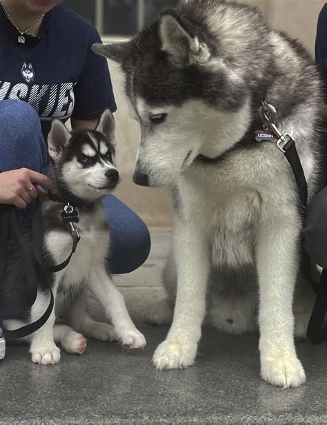 Uconn Introduces Siberian Husky Pup Jonathan Xv As The Schools Next