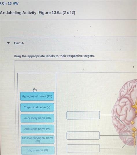 Solved Art Labeling Activity Figure 13 6a 2 Of 2 Chegg