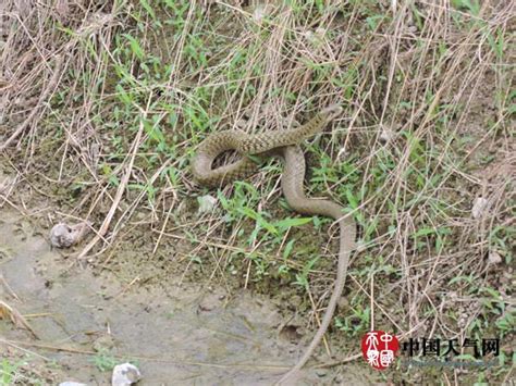 來賓晴熱蛇類出沒頻繁 市民秋遊需防蛇 每日頭條