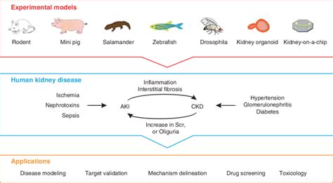 Schematic Presentation Of Commonly Used Experimental Models Of Kidney