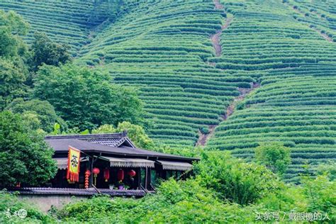 我国十大名茶之一西湖龙井茶的茶艺介绍